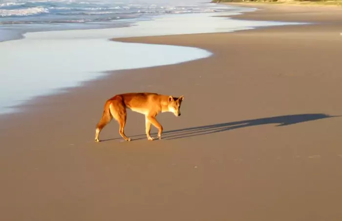 Интересные факты о динго фото Интересные факты о динго