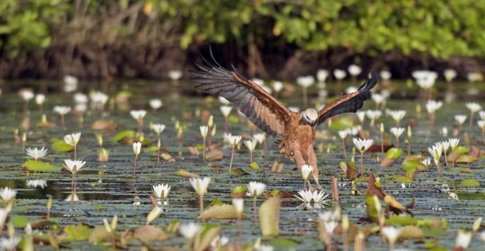 Интересные факты о канюке Интересные факты о канюке фото