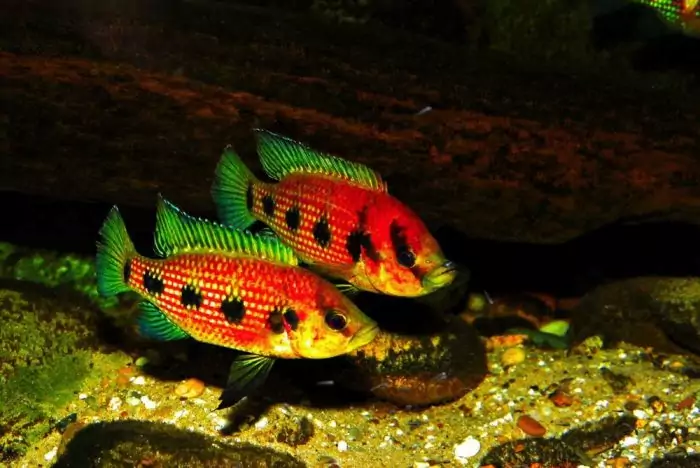 Интересные факты о хромисе красавце Интересные факты о хромисе красавце фото