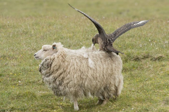 Интересные факты о поморнике Интересные факты о поморнике фото