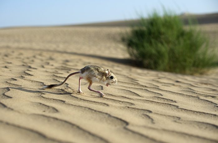 Интересные факты о тушканчике Интересные факты о тушканчике фото