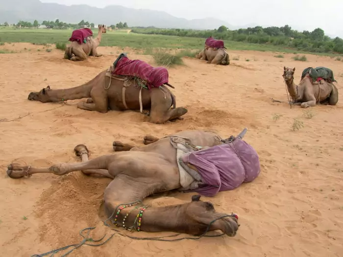 Интересные факты о верблюде Интересные факты о верблюде фото