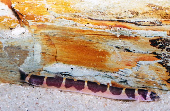 Интересные особенности и факты об акантофтальмусе Интересные особенности и факты об акантофтальмусе фото