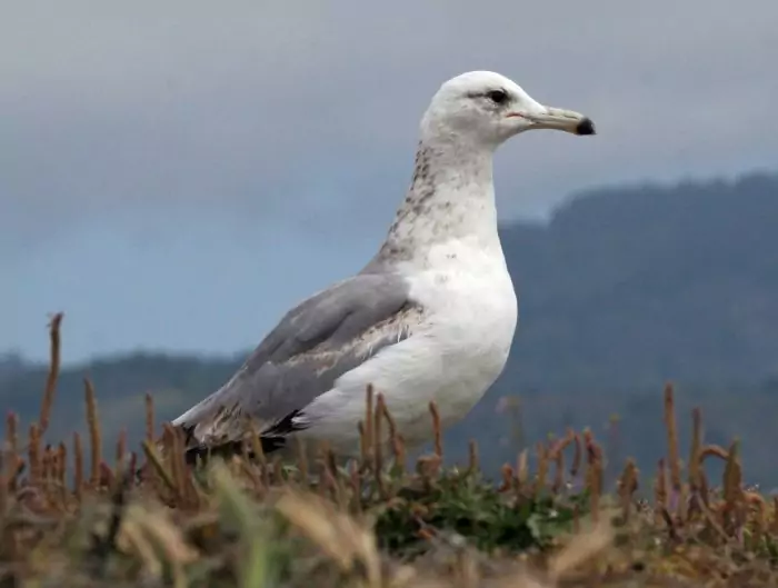 Калифорнийская чайка (Larus californicus) Калифорнийская чайка (Larus californicus) фото