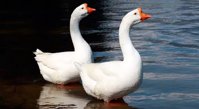 Китайские белые гуси Китайские белые гуси фото