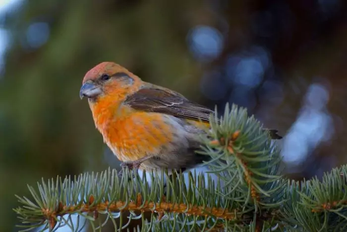 Клест-еловик Клест-еловик фото