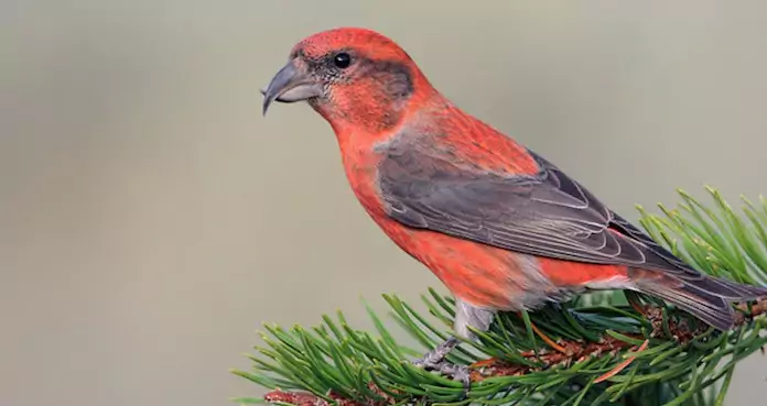 Клёст-еловик Птицы Крыма Клёст-еловик Птицы Крыма