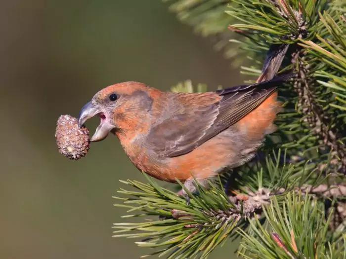 Клест-сосновик Клест-сосновик фото