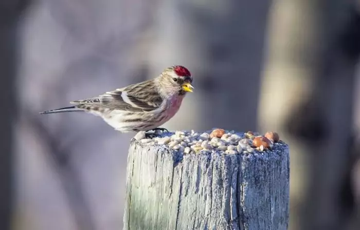 Кормление чечеток Кормление чечеток фото