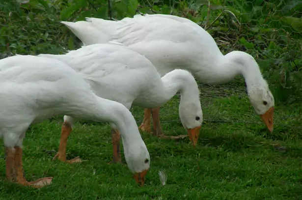Кормление гусей Кормление гусей фото