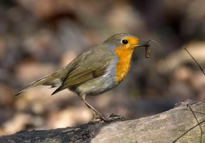 Кормление зарянок Кормление зарянок фото