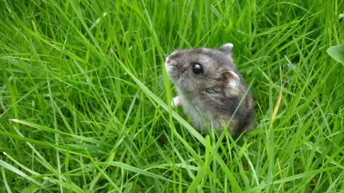 Короткохвостый хомячок (Cricetulus alticola) Короткохвостый хомяк