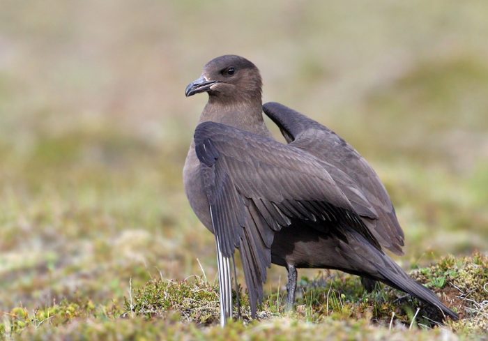 Короткохвостый поморник (Stercorarius parasiticus) Короткохвостый поморник (Stercorarius parasiticus) фото