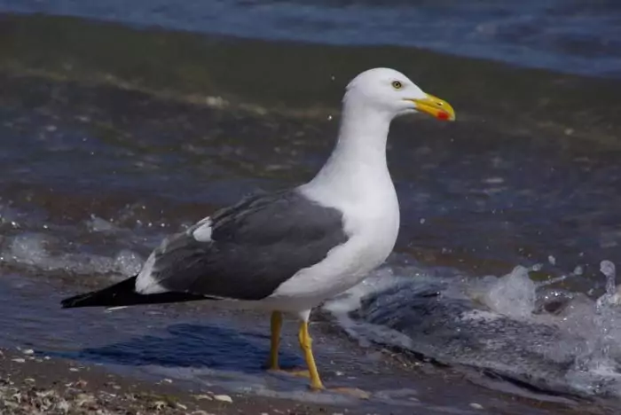 Кортезская чайка (Larus livens) Кортезская чайка (Larus livens) фото