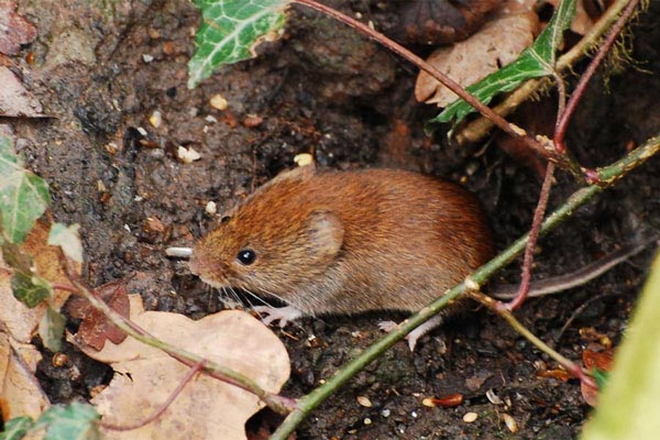 Распространенные виды полевой мыши Распространенные виды полевой мыши фото