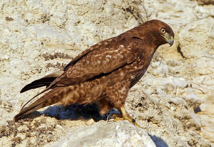 Краснохвостый сарыч (Buteo jamaicensis) Краснохвостый сарыч (Buteo jamaicensis) фото