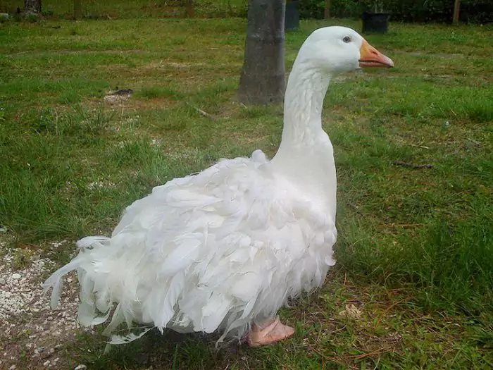 Курчавый гусь Курчавый гусь фото