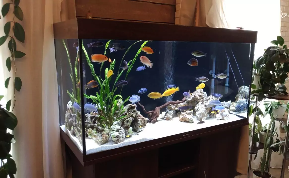 Аквариум для рыбок еллоу лабидохромис еллоу аквариум