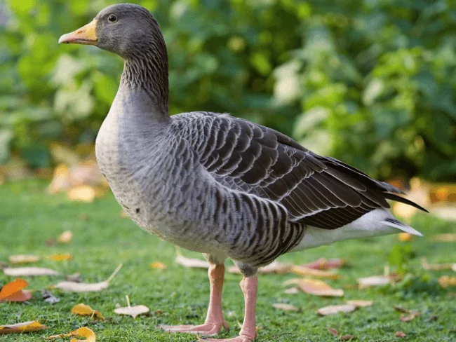 Ландский гусь Ландский гусь фото