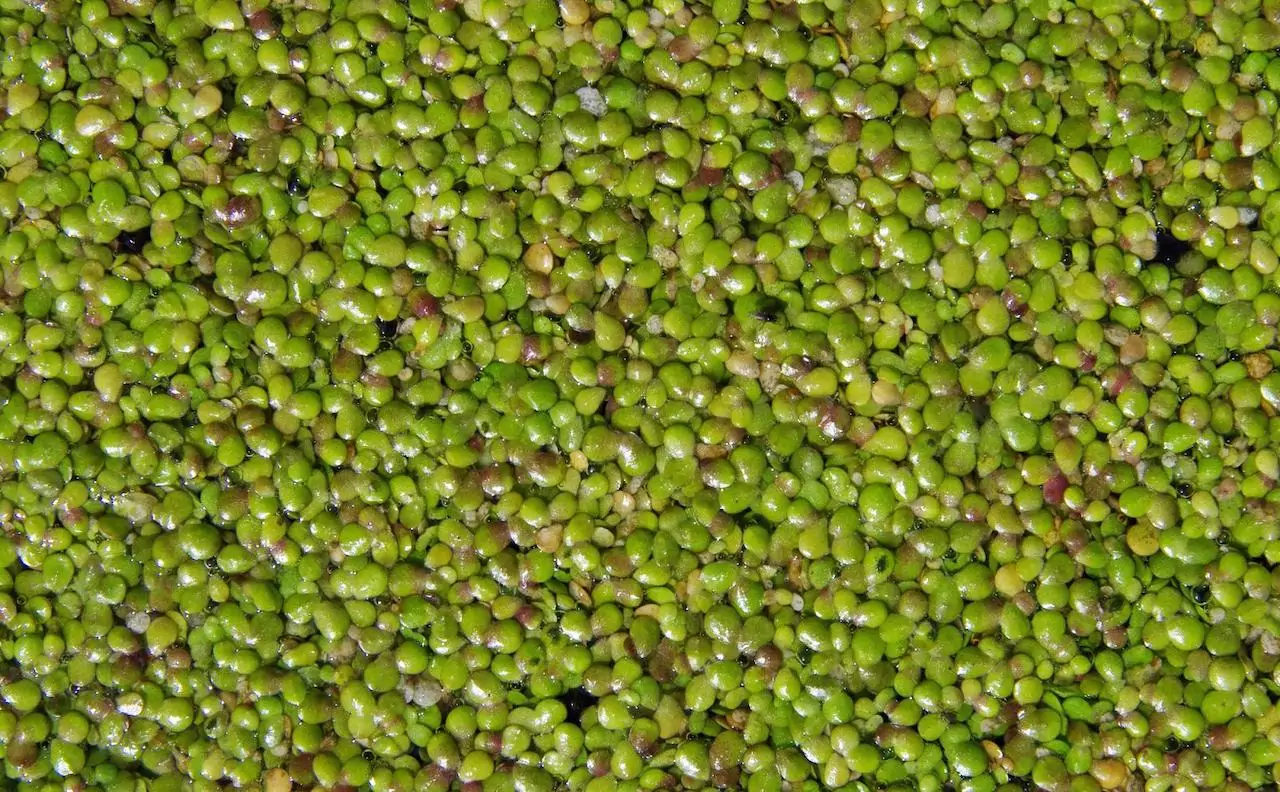 Растение Вольфия шаровидная