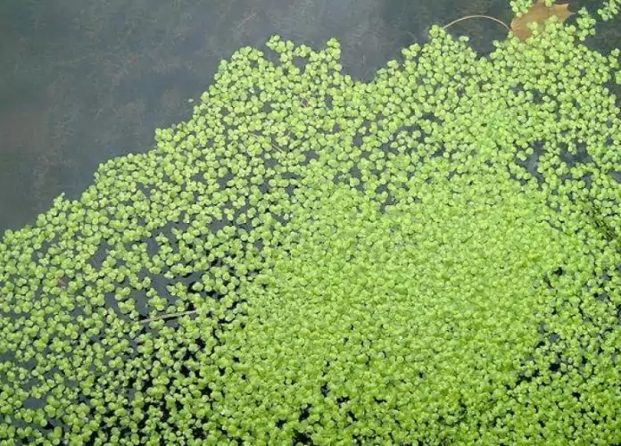 Азолла каролинская интересные факты Интереные факты про азоллу каролинскую