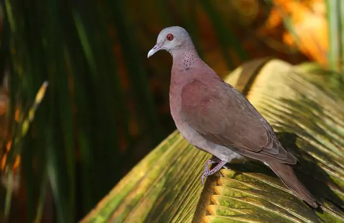Мадагаскарская горлица (Nesoenas picturata) Мадагаскарская горлица (Nesoenas picturata) фото