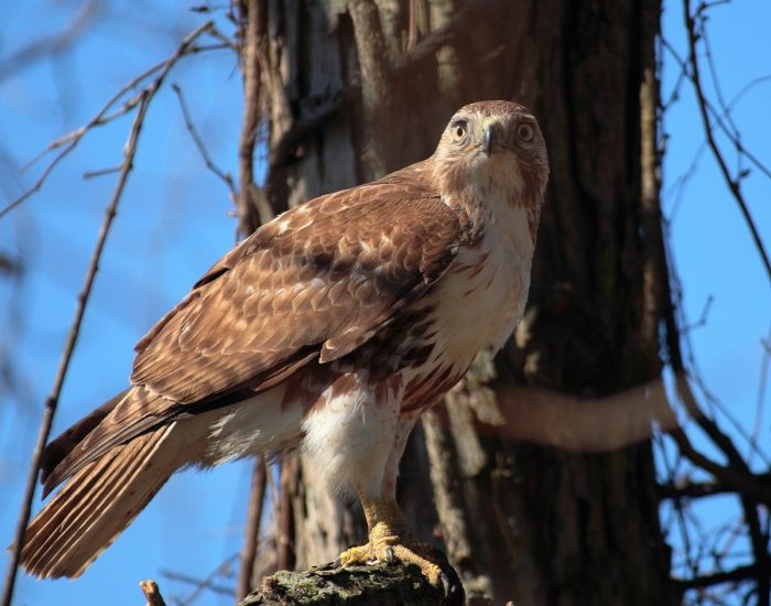 Мадагаскарский короткокрылый сарыч (Buteo brachypterus) Мадагаскарский короткокрылый сарыч (Buteo brachypterus) фото