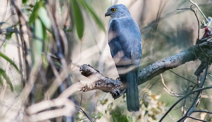 Мадагаскарский ястреб (Accipiter francesii) Мадагаскарский ястреб (Accipiter francesii) фото