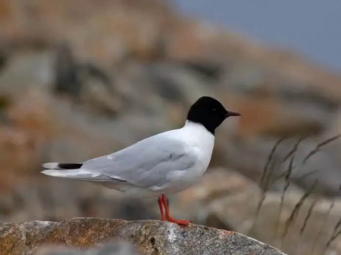Малая чайка (Larus minutus) Малая чайка (Larus minutus) фото