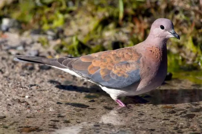 Малая горлица (Streptopelia senegalensis) Малая горлица (Streptopelia senegalensis) фото
