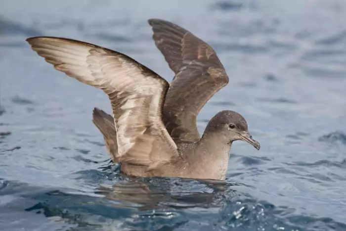 Малый или обыкновенный буревестник Малый или обыкновенный буревестник фото