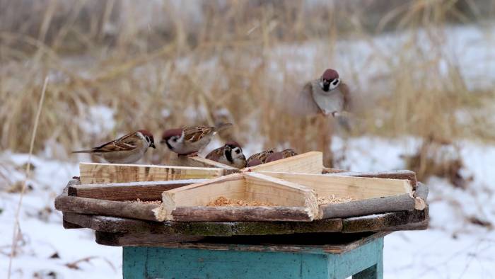 зимующие птицы воробьи фото