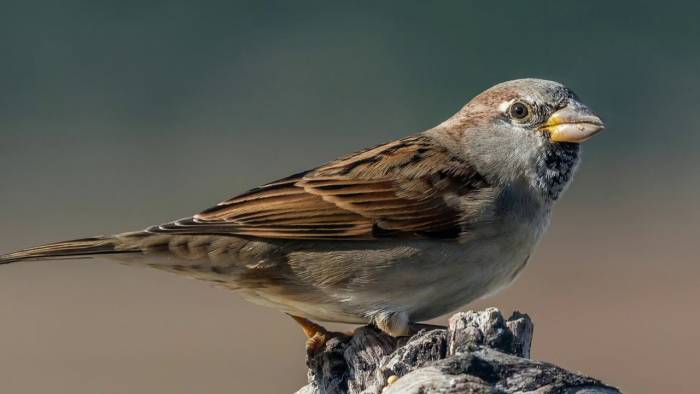 воробей птица зимой