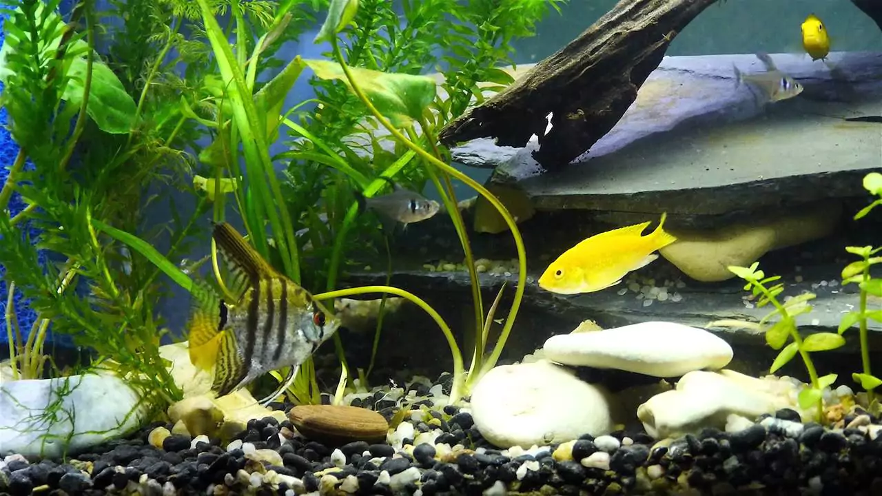 Грунт и декор лабидохромис еллоу содержание совместимость