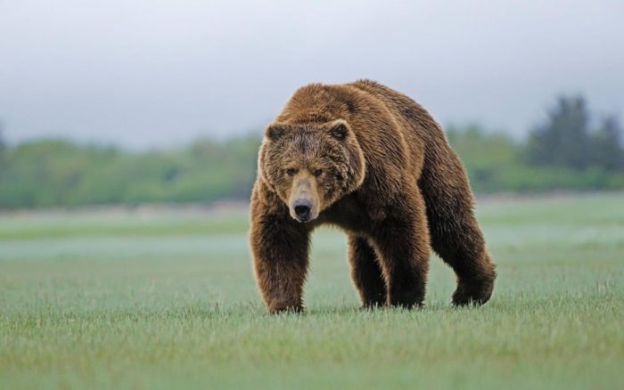 Естественные враги лося фото Естественные враги лося
