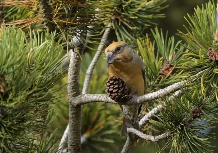 Места обитания клеста Места обитания клеста фото