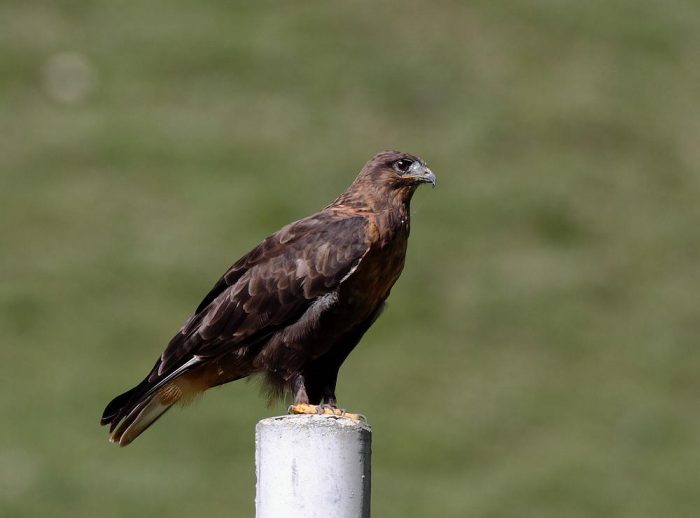 Мохноногий курганник (Buteo hemilasius) Мохноногий курганник (Buteo hemilasius) фото