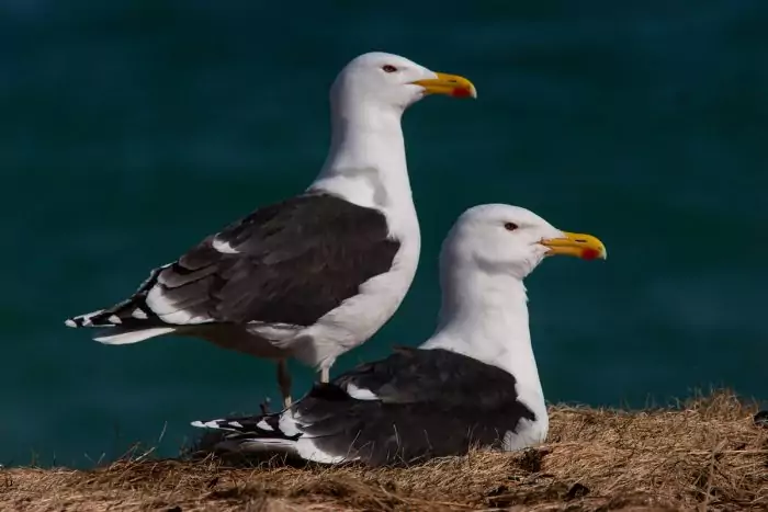 Морская чайка (Larus marinus) Морская чайка (Larus marinus) фото