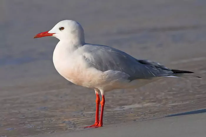 Морской голубок (Larus genei, Chroicocephalus genei) Морской голубок (Larus genei, Chroicocephalus genei) фото