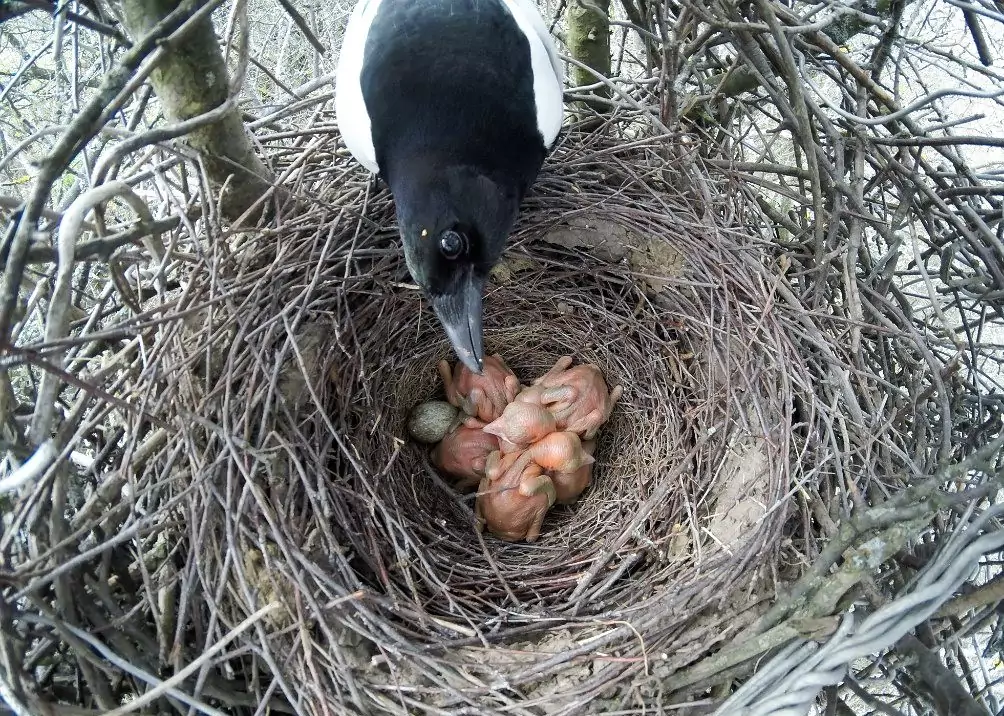 Размножение грачей грачонок