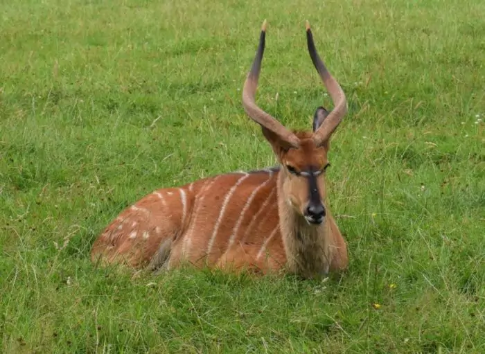 Описание бонго фото Описание бонго