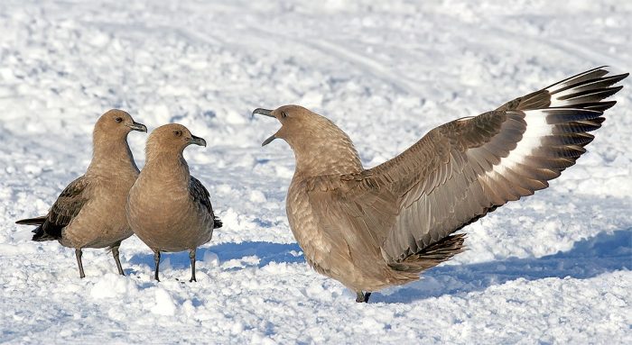 Описание поморника Описание поморника фото