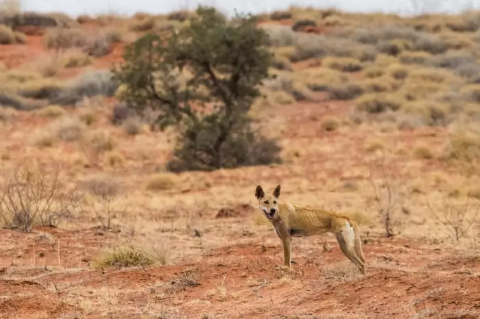 Описание динго фото Описание динго