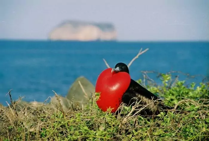 Описание фрегата Описание фрегата фото