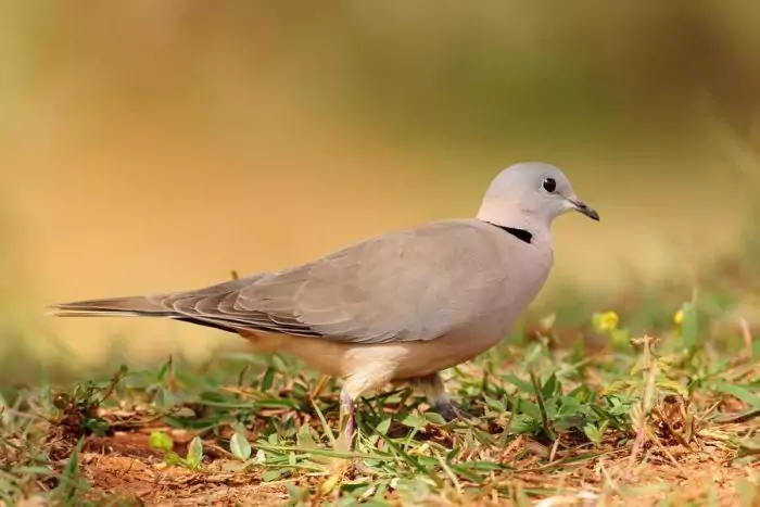 Описание горлицы Описание горлицы фото