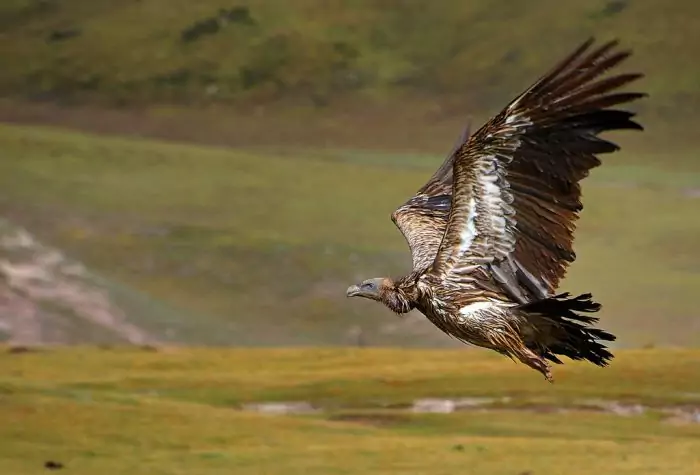 Описание грифа Описание грифа фото