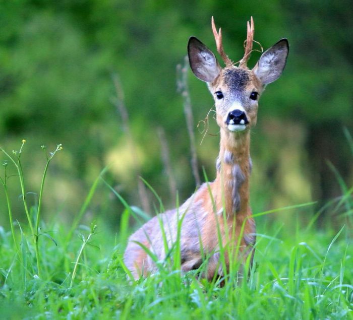 Описание косули фото Описание косули