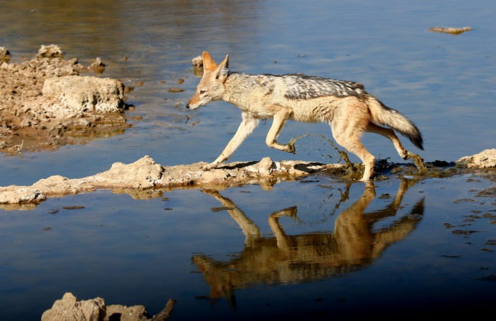 Описание шакала фото Описание шакала
