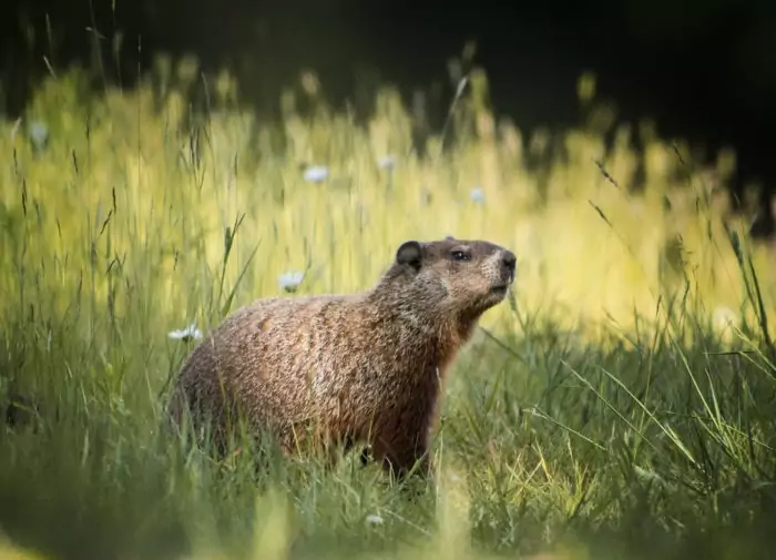 Описание сурка Описание сурка фото