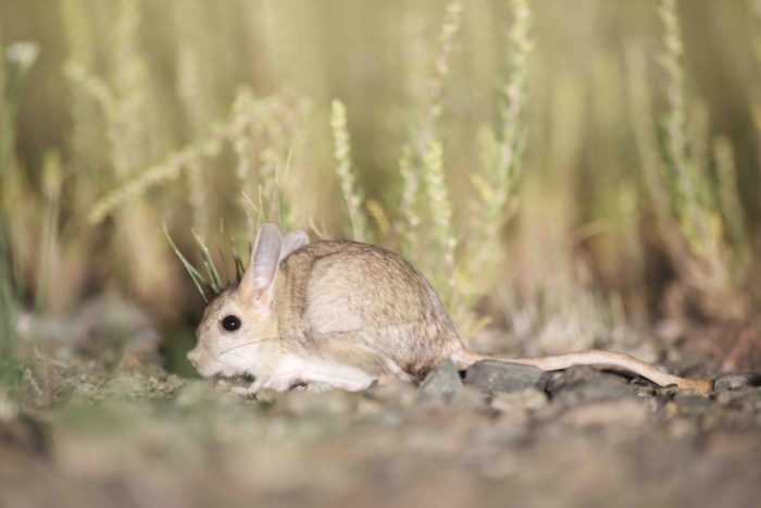 Описание тушканчика Описание тушканчика фото